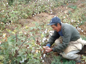 Organic Fair Trade Cotton Love DK Yarn 100g